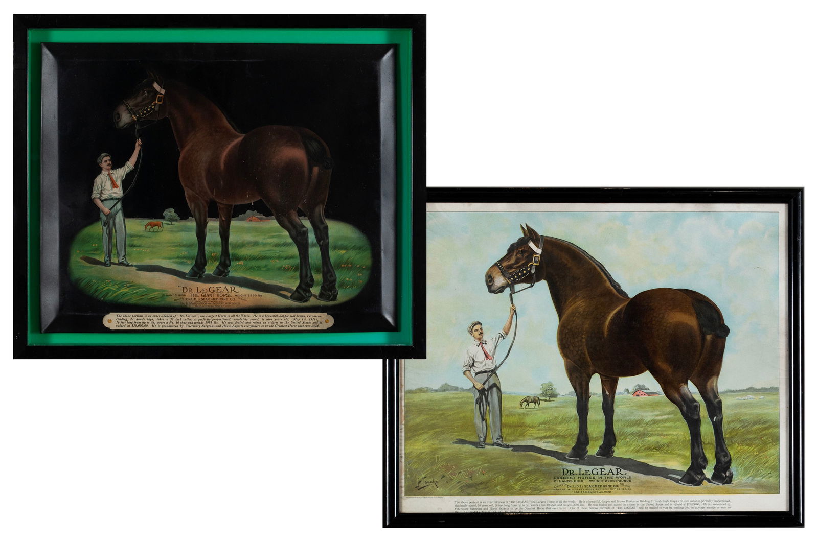 TWO PORTRAIT IMAGES OF  DR. LEGEAR , THE LARGEST HORSE IN THE WORLD (1 of 9)