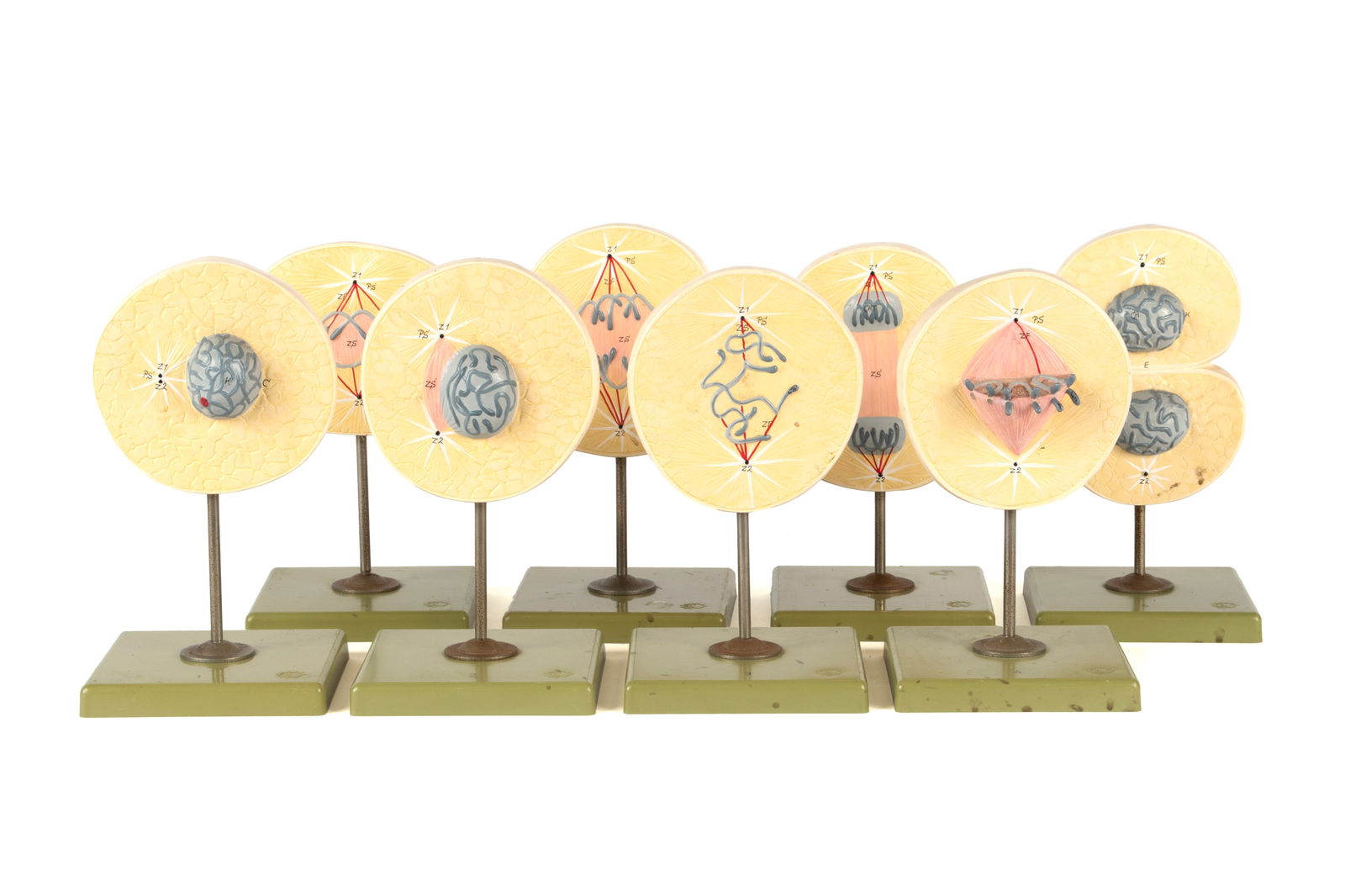 SOMSO LABRATORY CELL MODELS (1 of 8)
