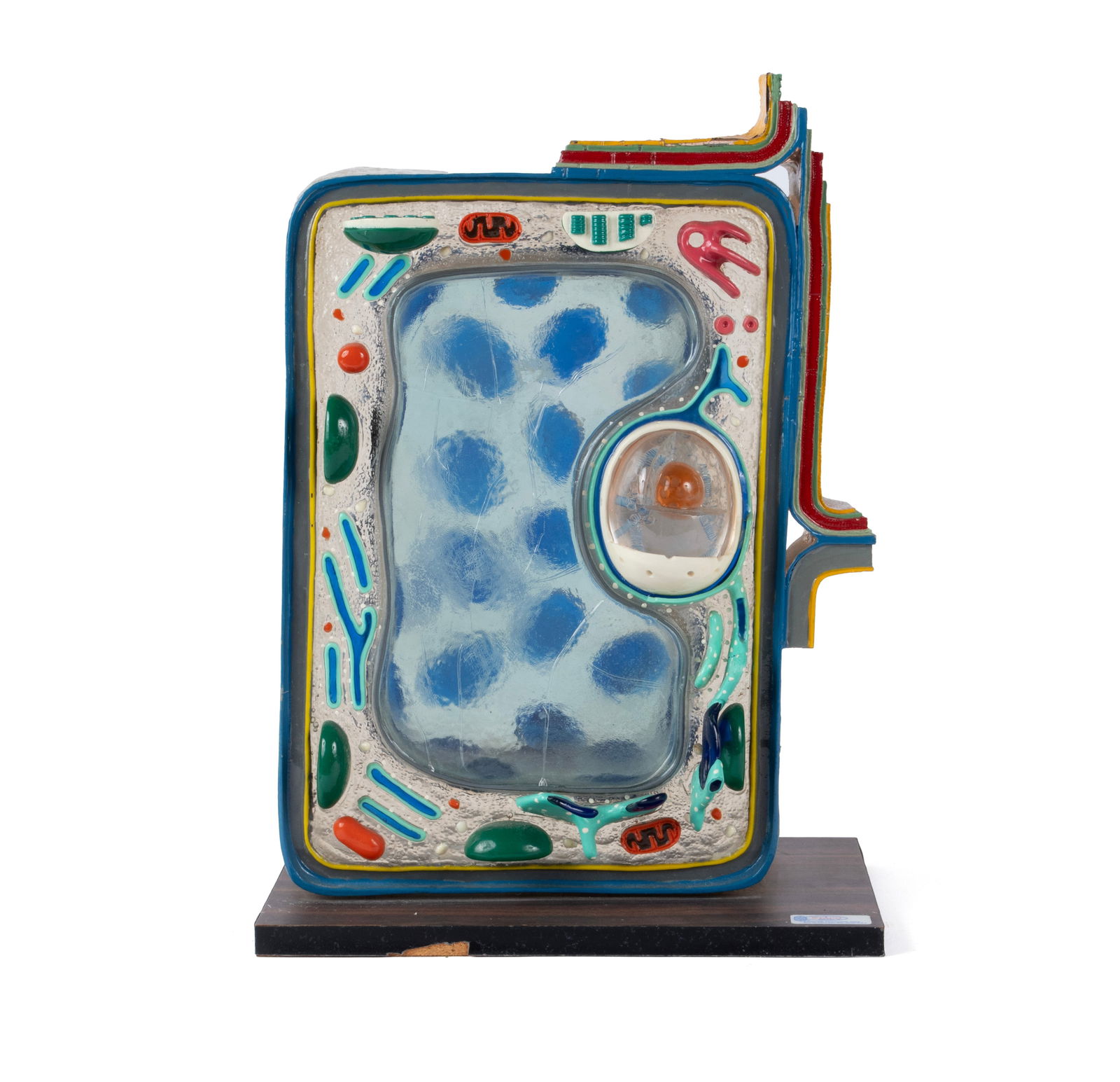 STACO DELUXE PLANT CELL MODEL (1 of 9)