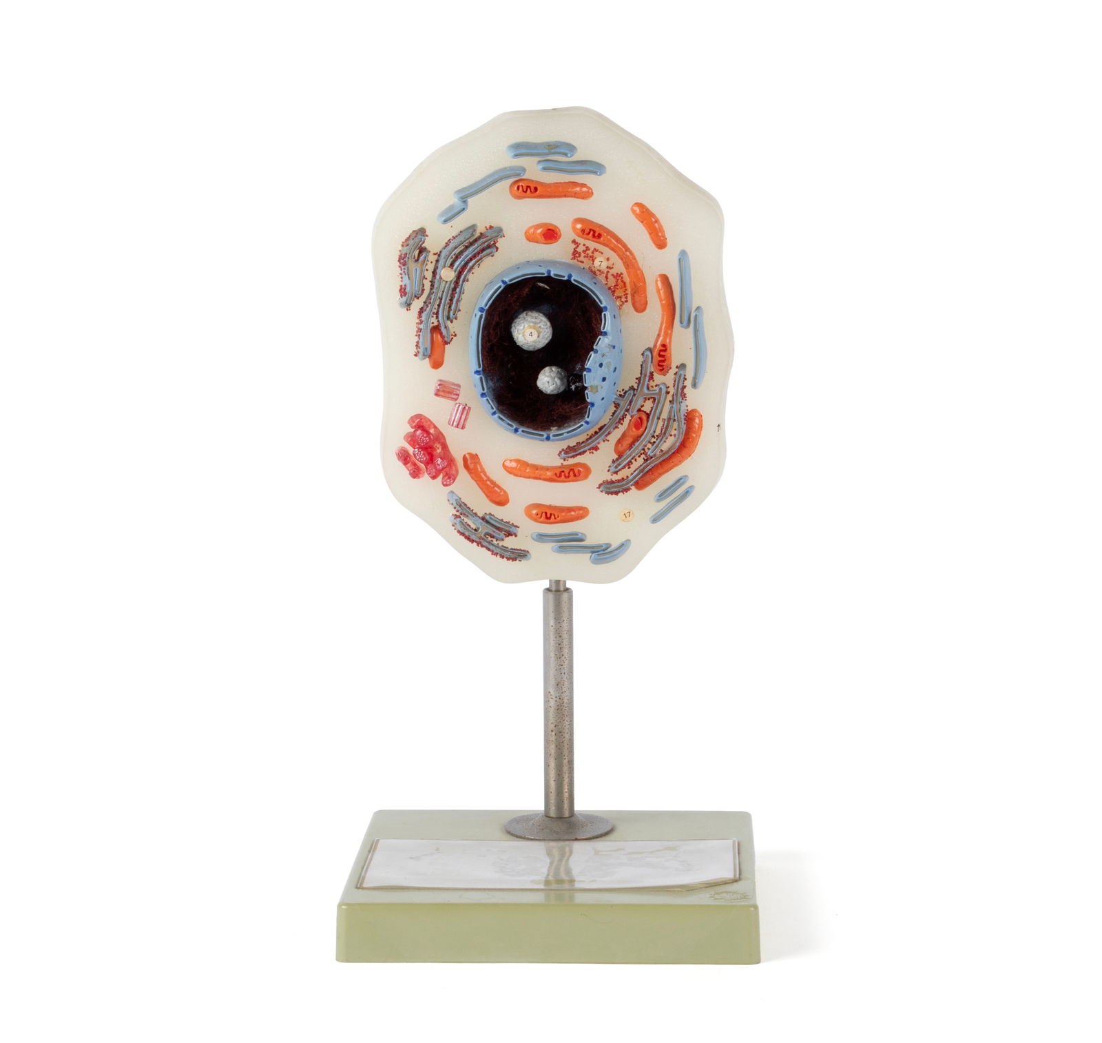 SOMSO ANIMAL CELL MODEL (1 of 8)