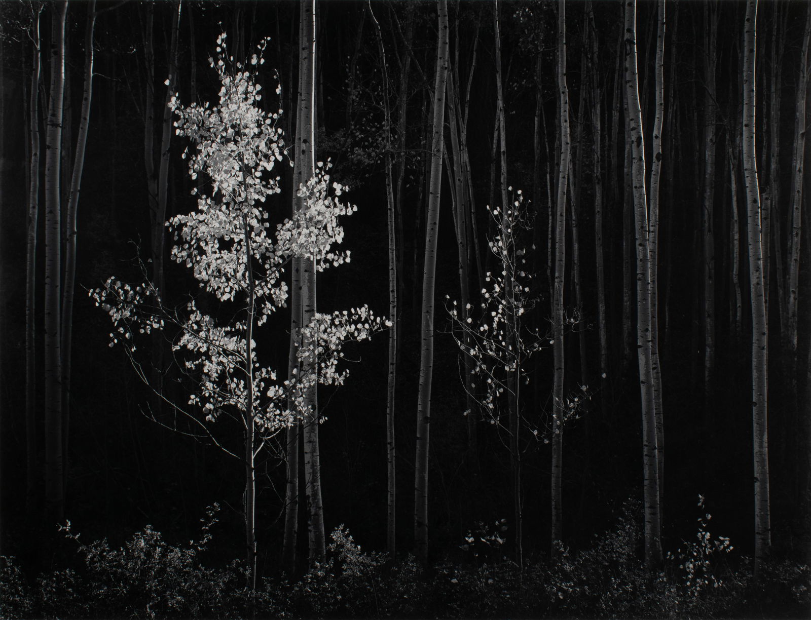 ANSEL ADAMS (AMERICAN, 1902-1984) (1 of 15)