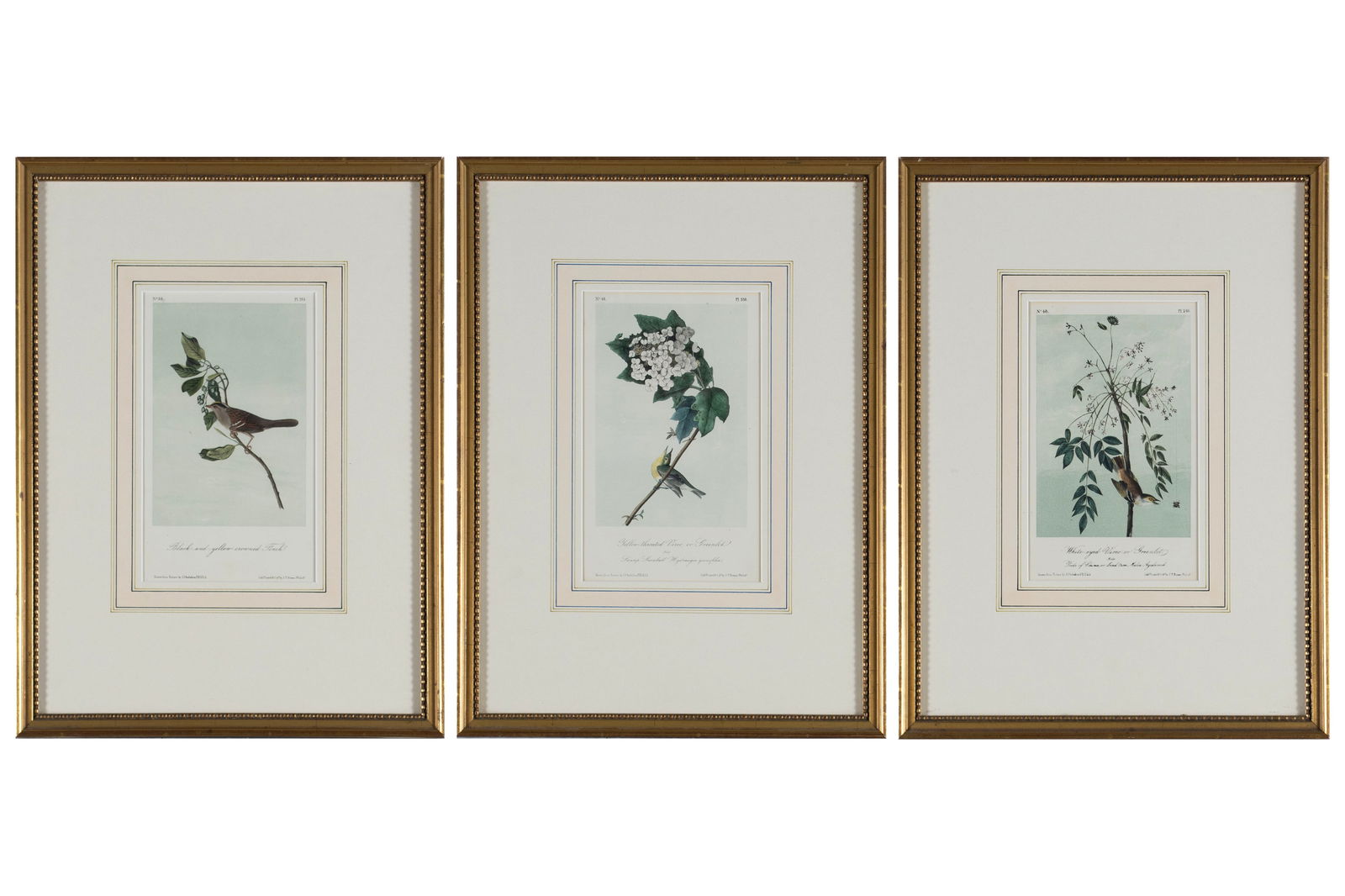 THREE LITHOGRAPHS AFTER JOHN JAMES AUDUBON: THREE LITHOGRAPHS AFTER JOHN JAMES AUDUBON Including No. 48/Plate 240 'White-Eyed Vireo', No. 39/Plate 193 'Black and yellow crowned Finch', and No. 48/Plate 238 'Yellow-throated Vireo.' All matted
