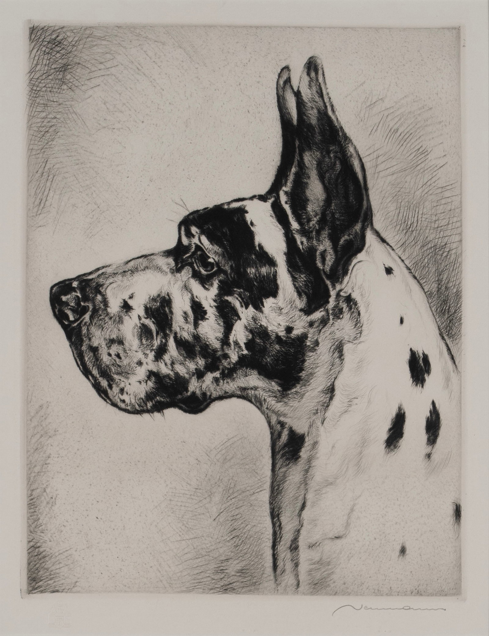 FRITZ NEUMANN ETCHING OF A GREAT DANE: FRITZ NEUMANN ETCHING OF A GREAT DANE Signed in pencil lower right with JCB blind stamp. Matted and framed. Plate: 13 1/4 x 10 1/4 in. (33.7 x 26 cm.), Frame: 20 1/4 x 17 in. (51.4 x 43.2 cm.)