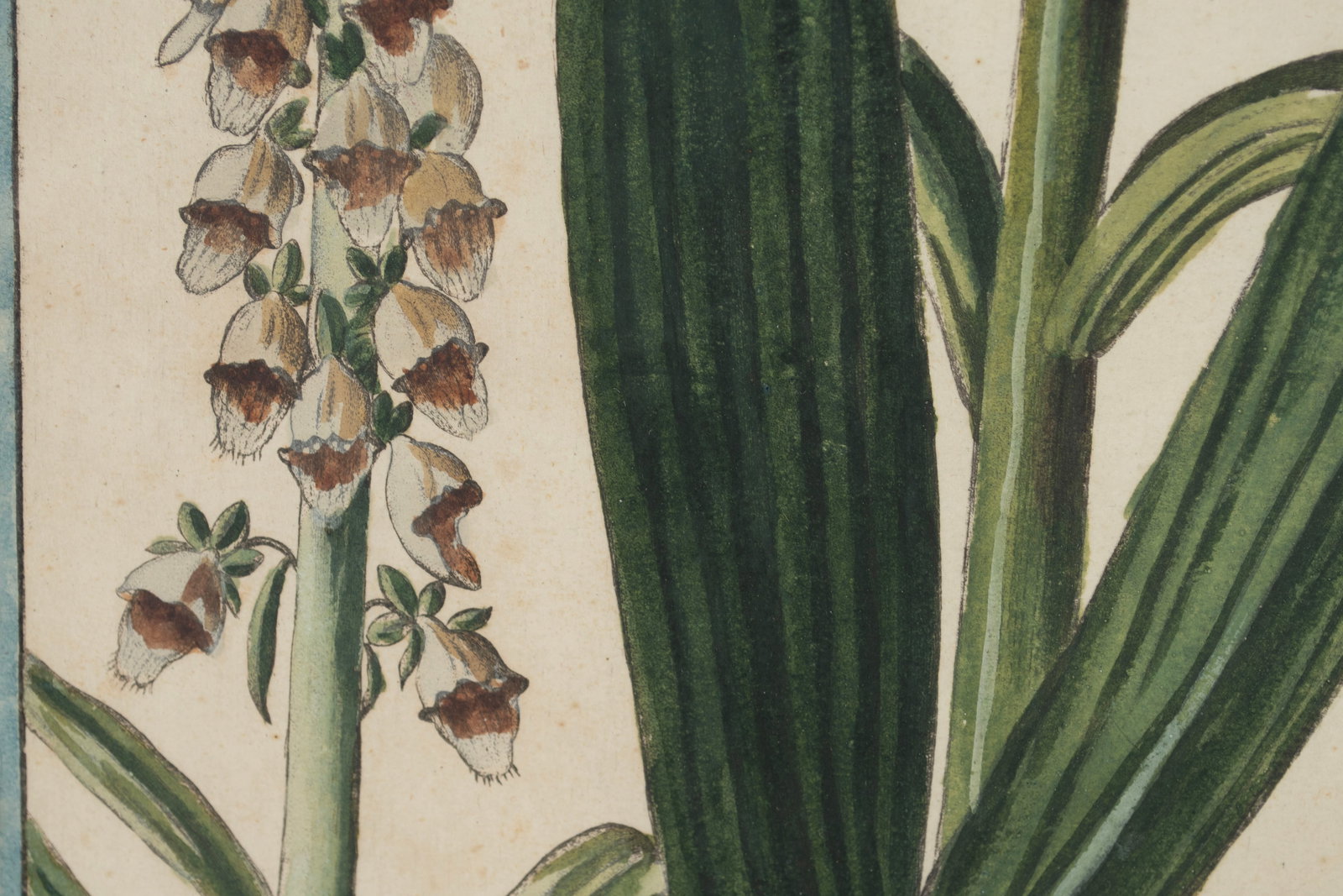 TWO BOTANICAL ENGRAVINGS - 10