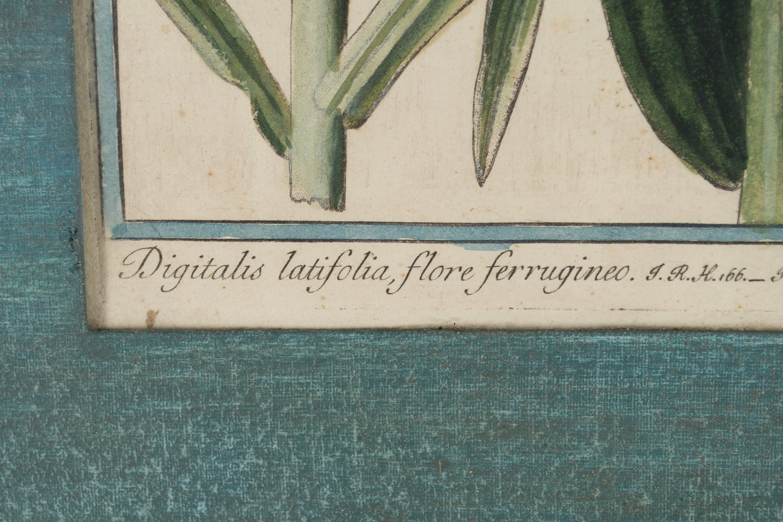 TWO BOTANICAL ENGRAVINGS - 11