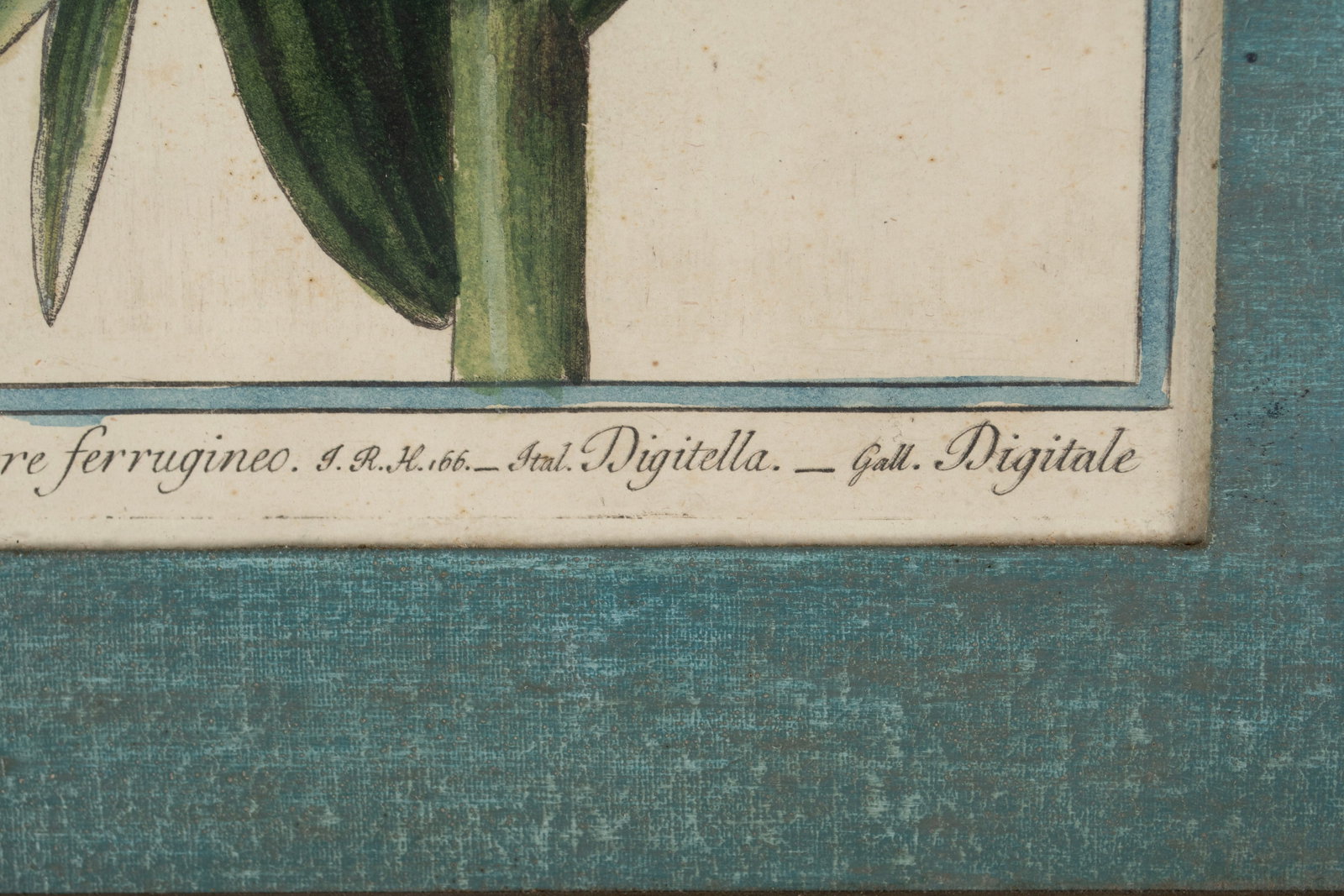 TWO BOTANICAL ENGRAVINGS - 12