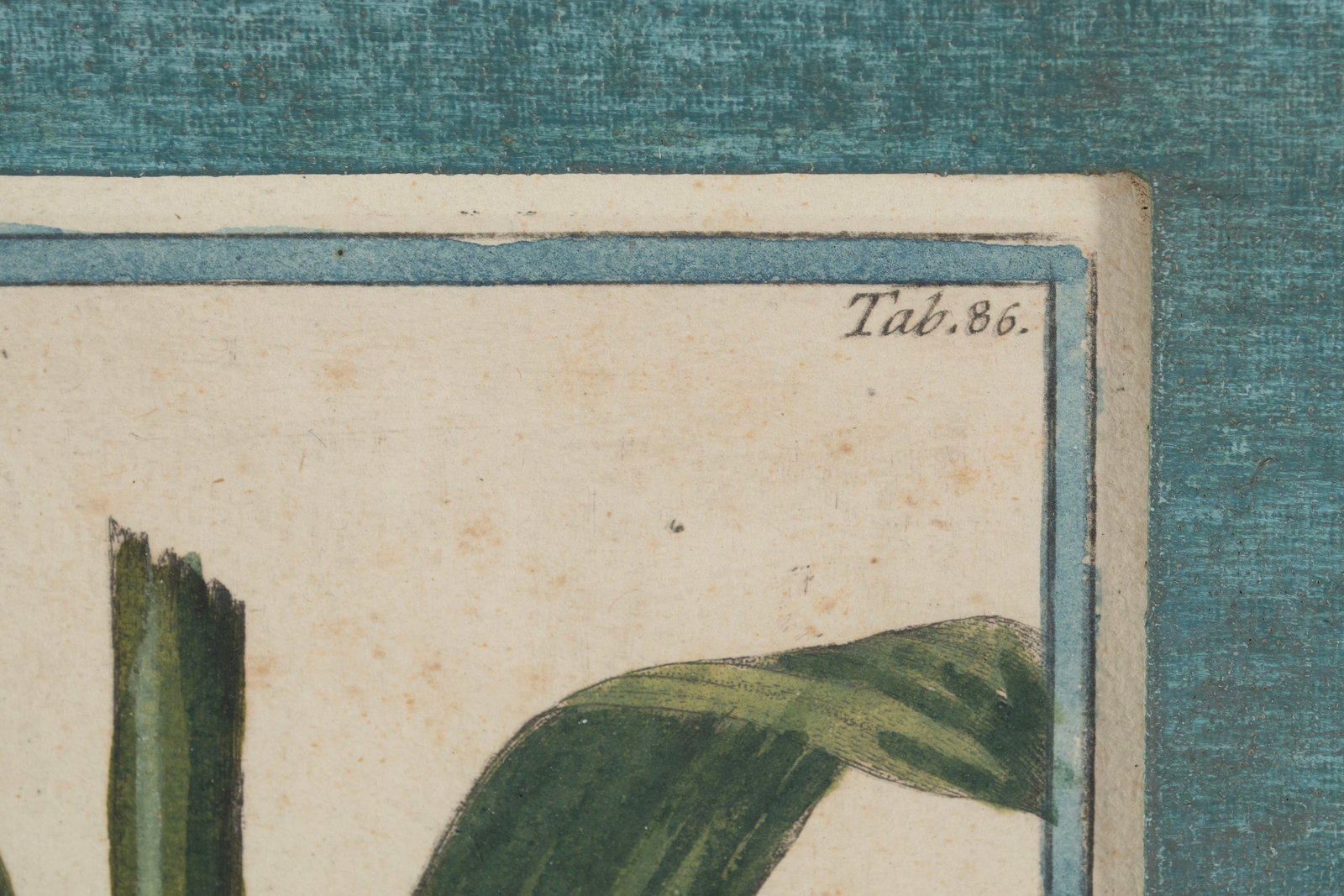 TWO BOTANICAL ENGRAVINGS - 13