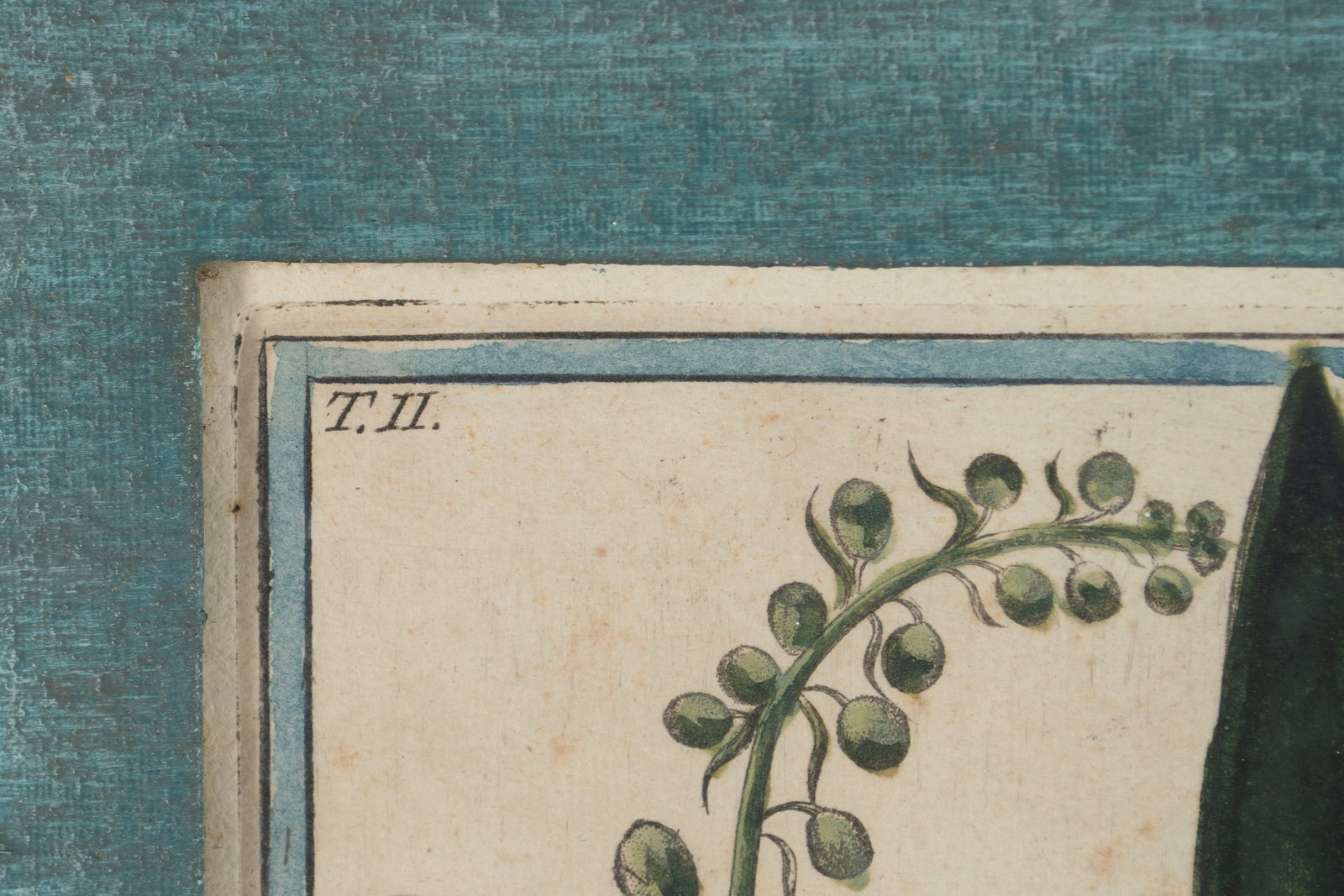 TWO BOTANICAL ENGRAVINGS - 14