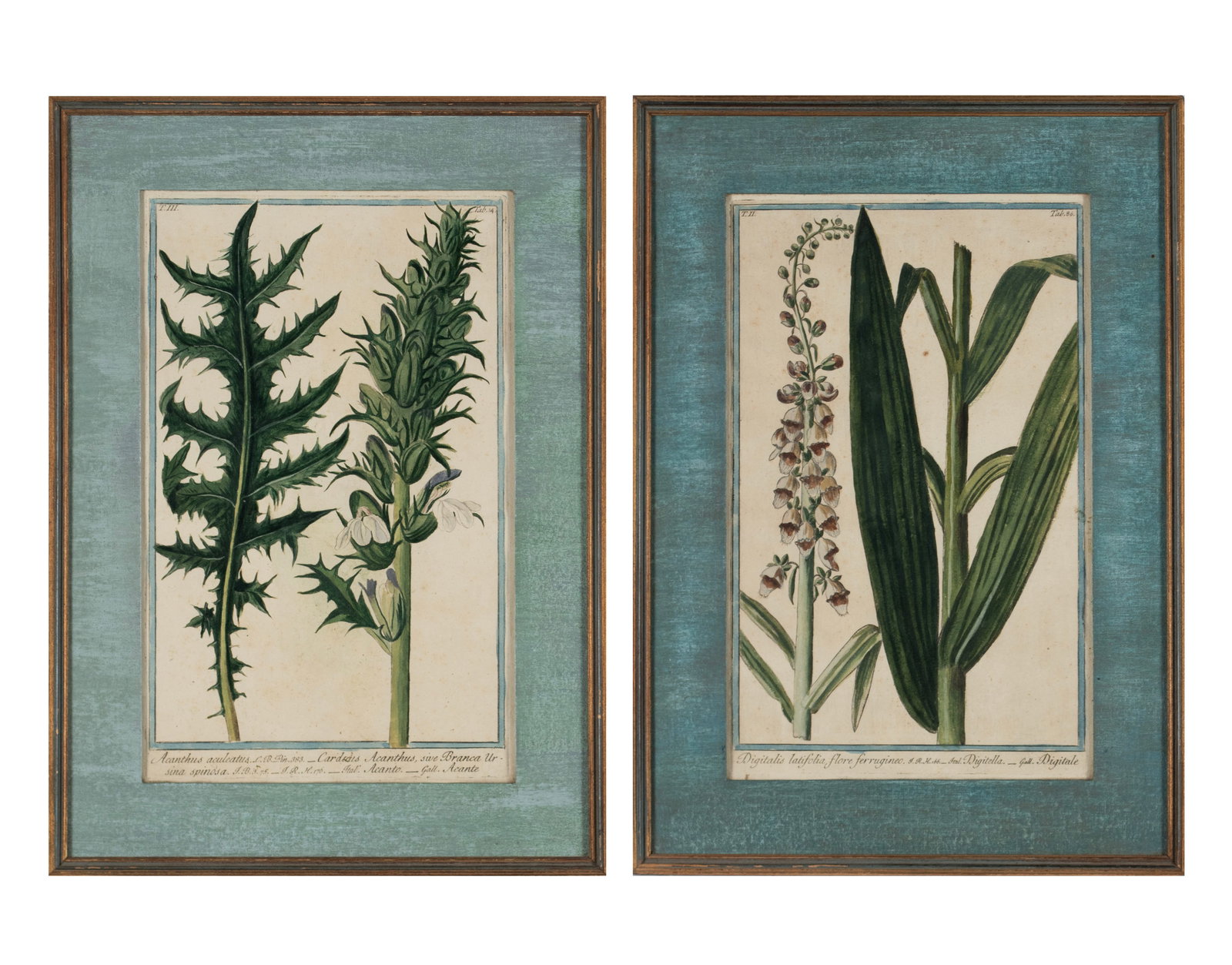 TWO BOTANICAL ENGRAVINGS (1 of 15)