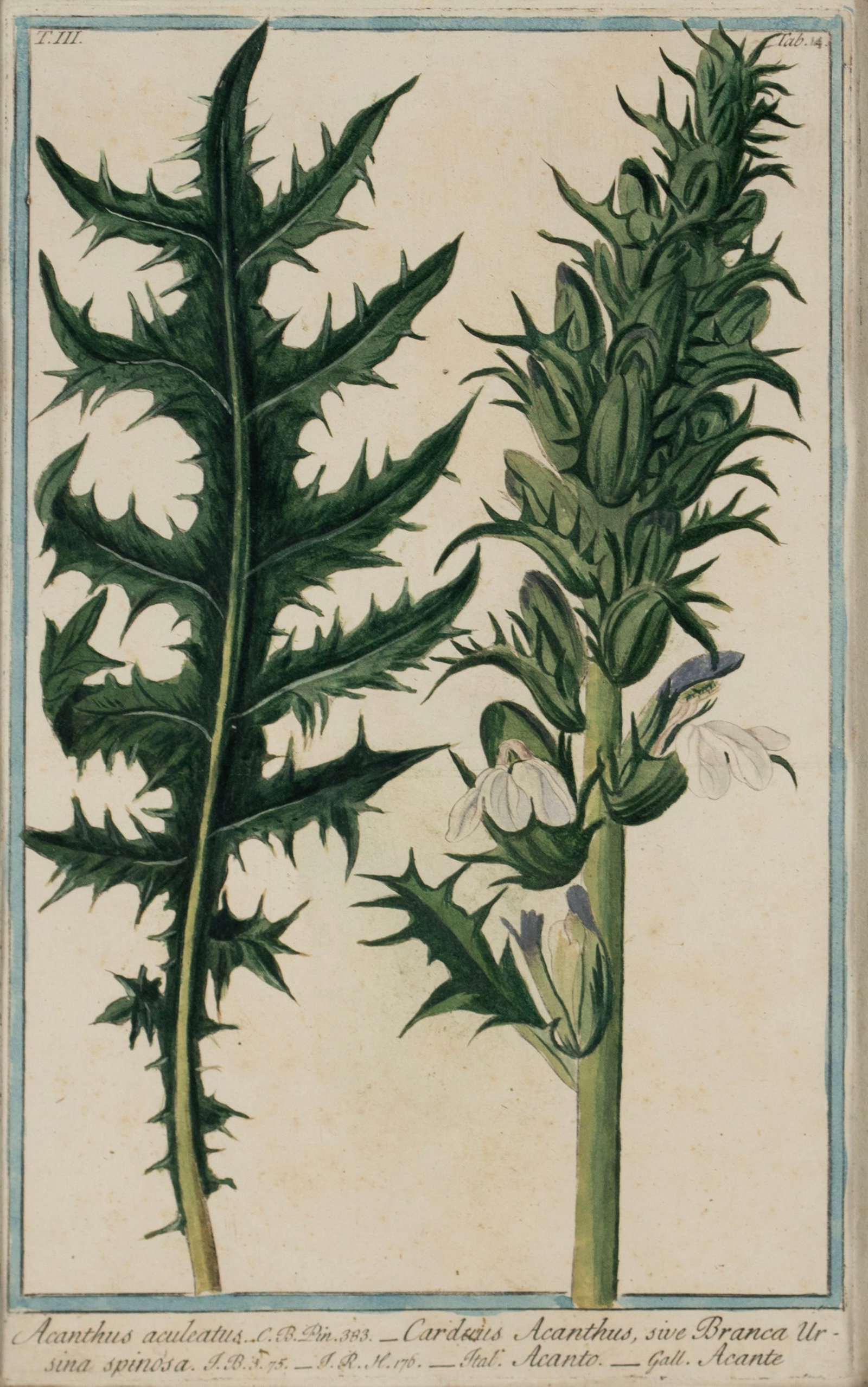 TWO BOTANICAL ENGRAVINGS - 2