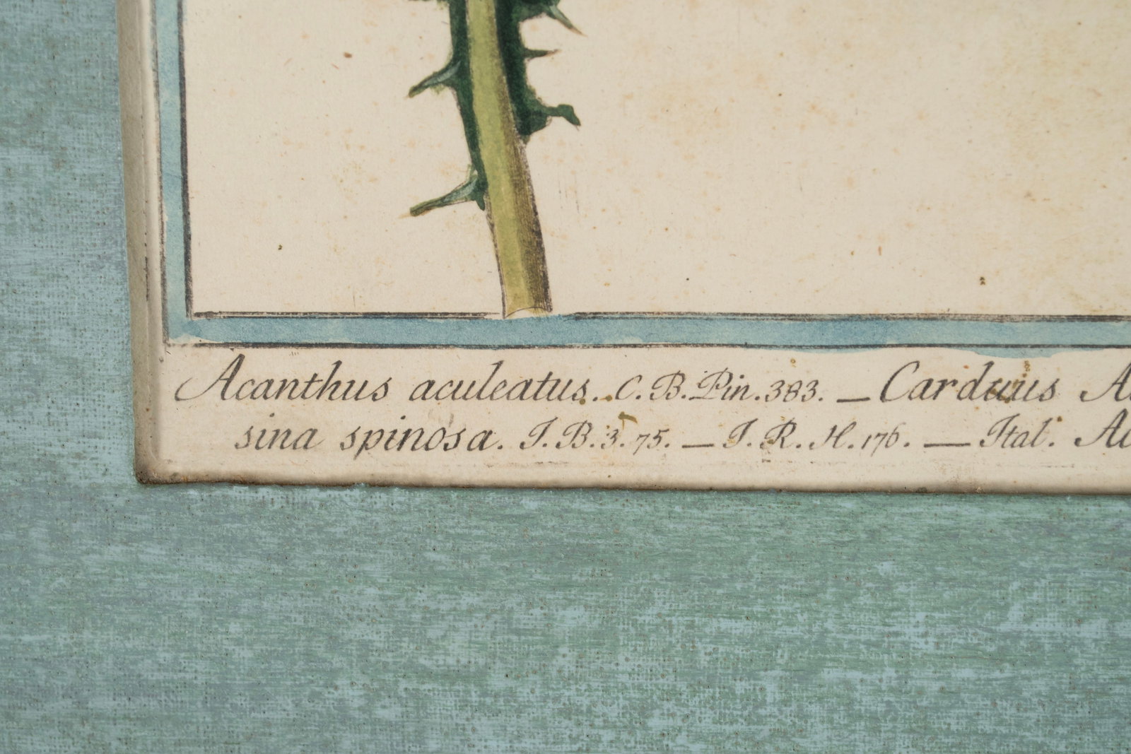 TWO BOTANICAL ENGRAVINGS - 3
