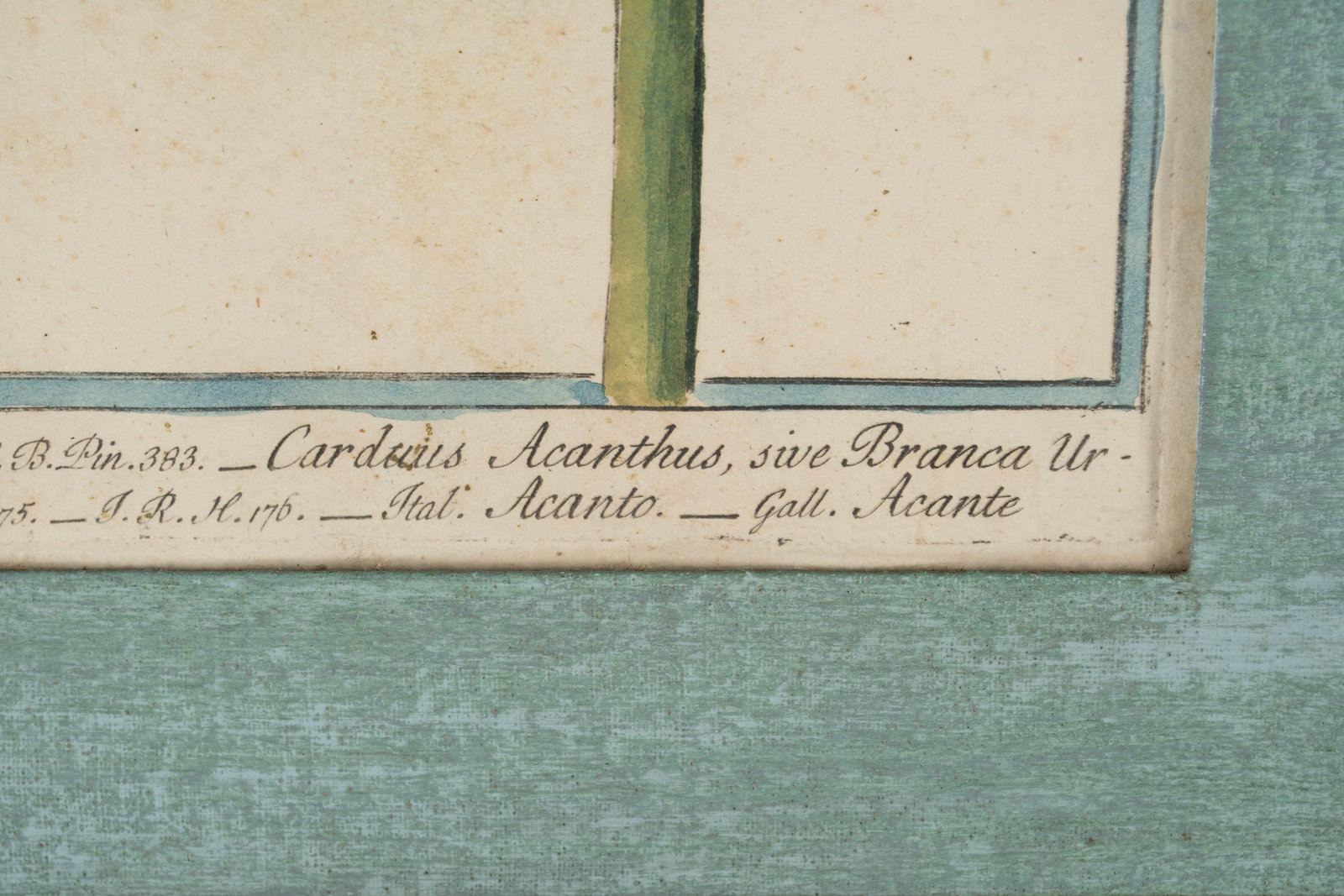 TWO BOTANICAL ENGRAVINGS - 4