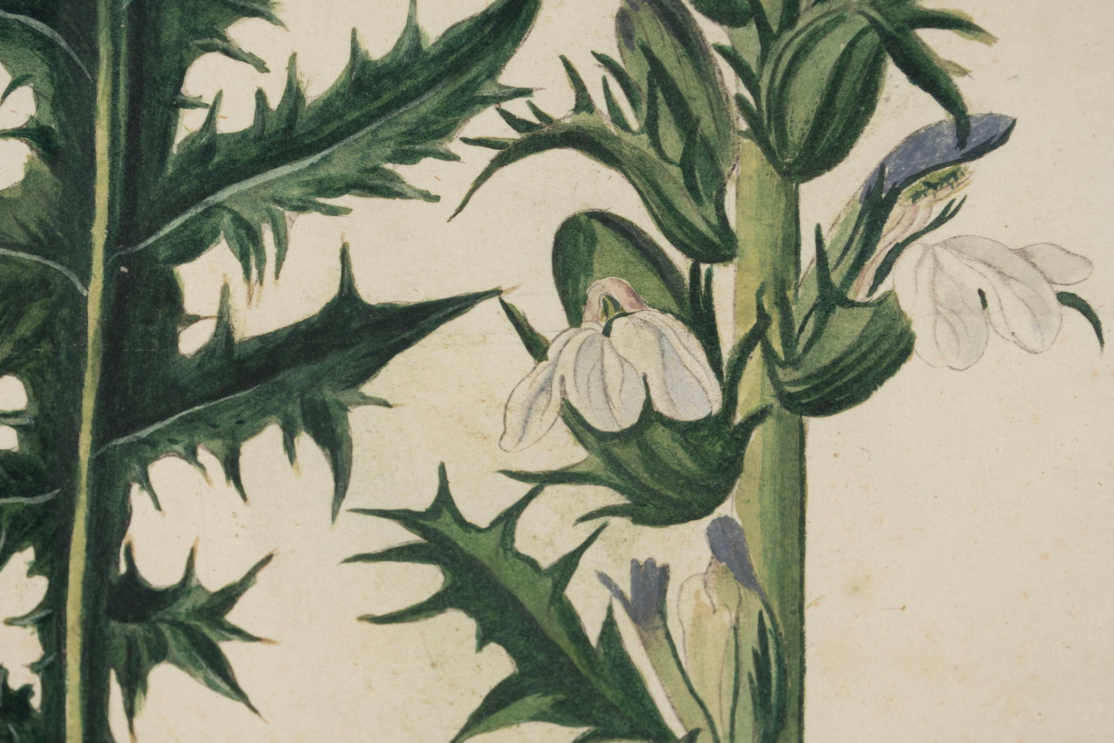 TWO BOTANICAL ENGRAVINGS - 5