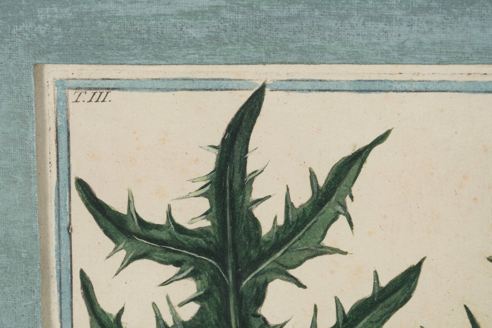 TWO BOTANICAL ENGRAVINGS - 6