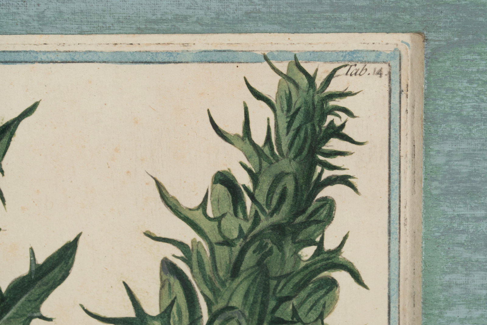 TWO BOTANICAL ENGRAVINGS - 7