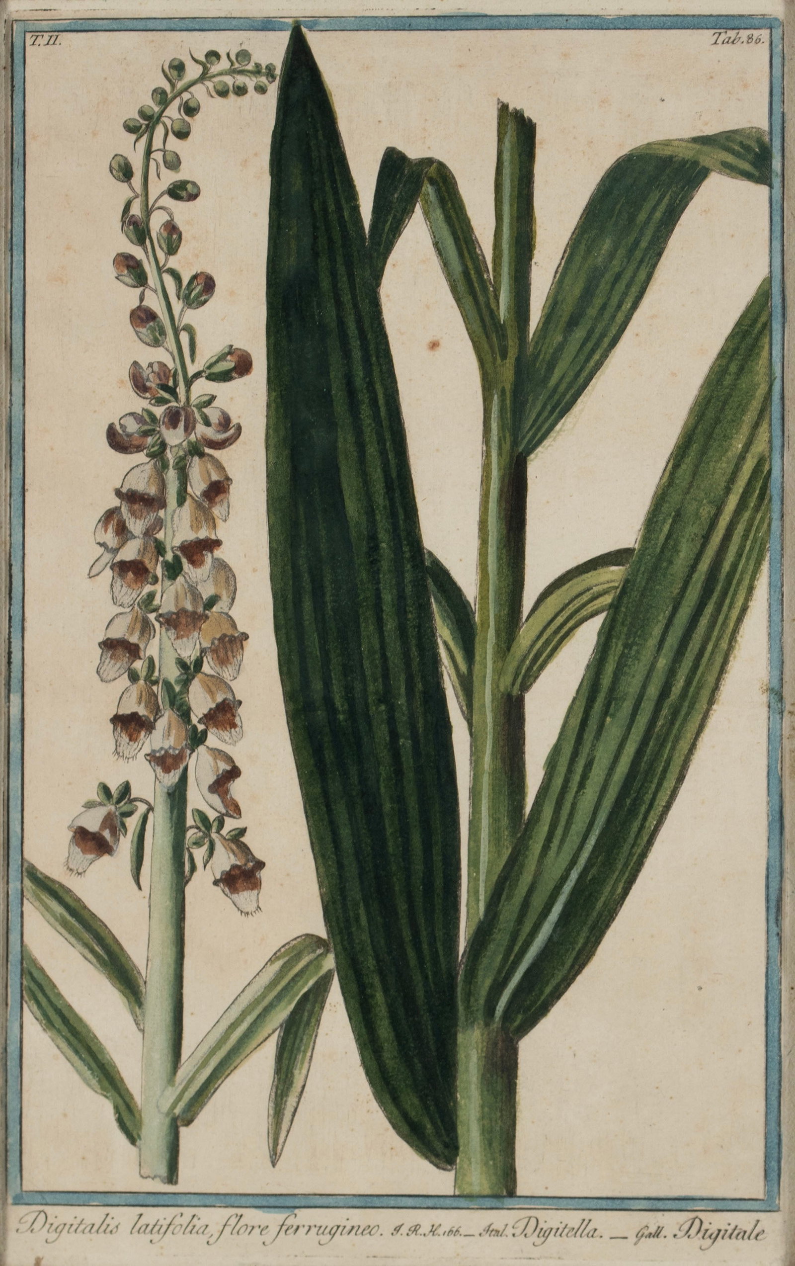 TWO BOTANICAL ENGRAVINGS - 9