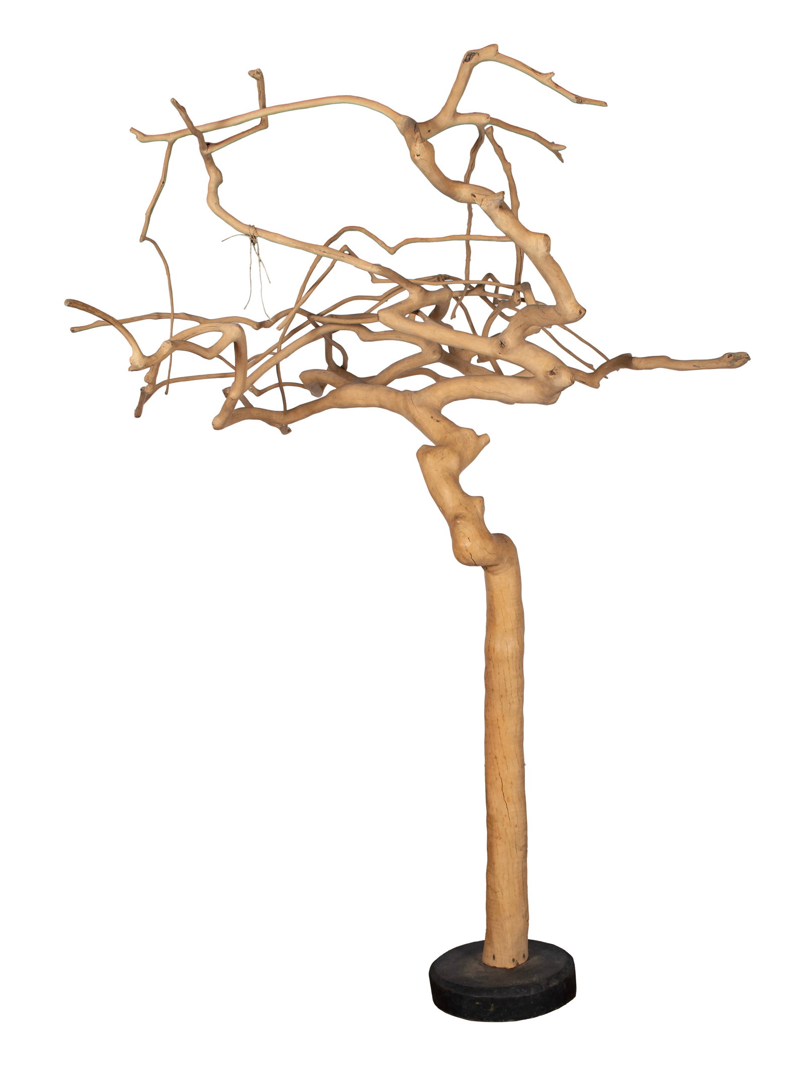 COFFEE WOOD SCULPTURAL TREE: COFFEE WOOD SCULPTURAL TREE Bleached Java tree specimen, set on a black base. 8 feet 11 inches x 7 feet 3 inches x 6 feet 7 inches.
