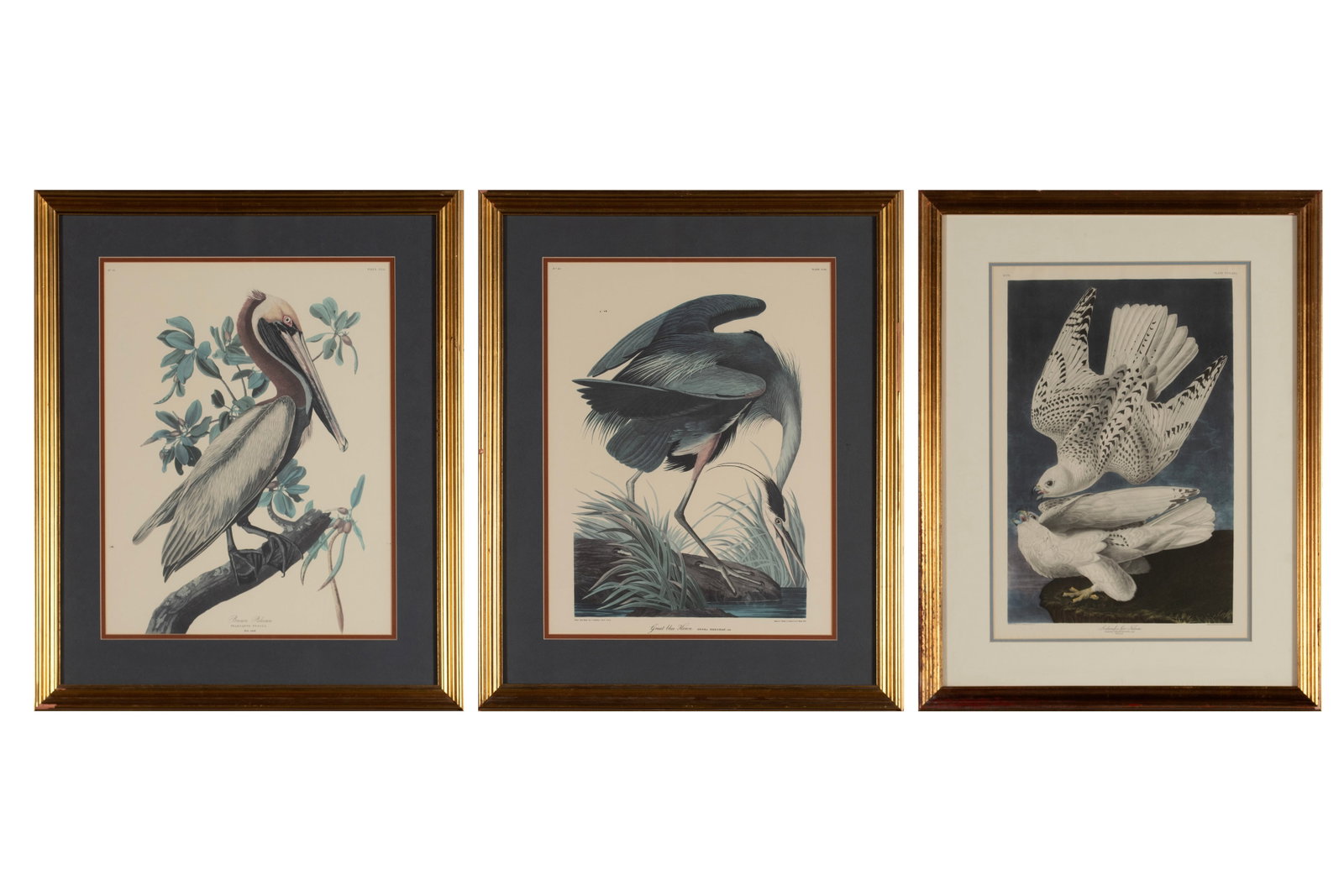THREE PRINTS AFTER AUDUBON: THREE PRINTS AFTER AUDUBON Offset lithographs including Brown Pelican, Great Blue Heron and Jer Falcon. Each matted and framed. 18 1/2 x 13 in. (47 x 33 cm.), Frame: 26 x 20 1/2 in. (66 x 52.1 cm.)