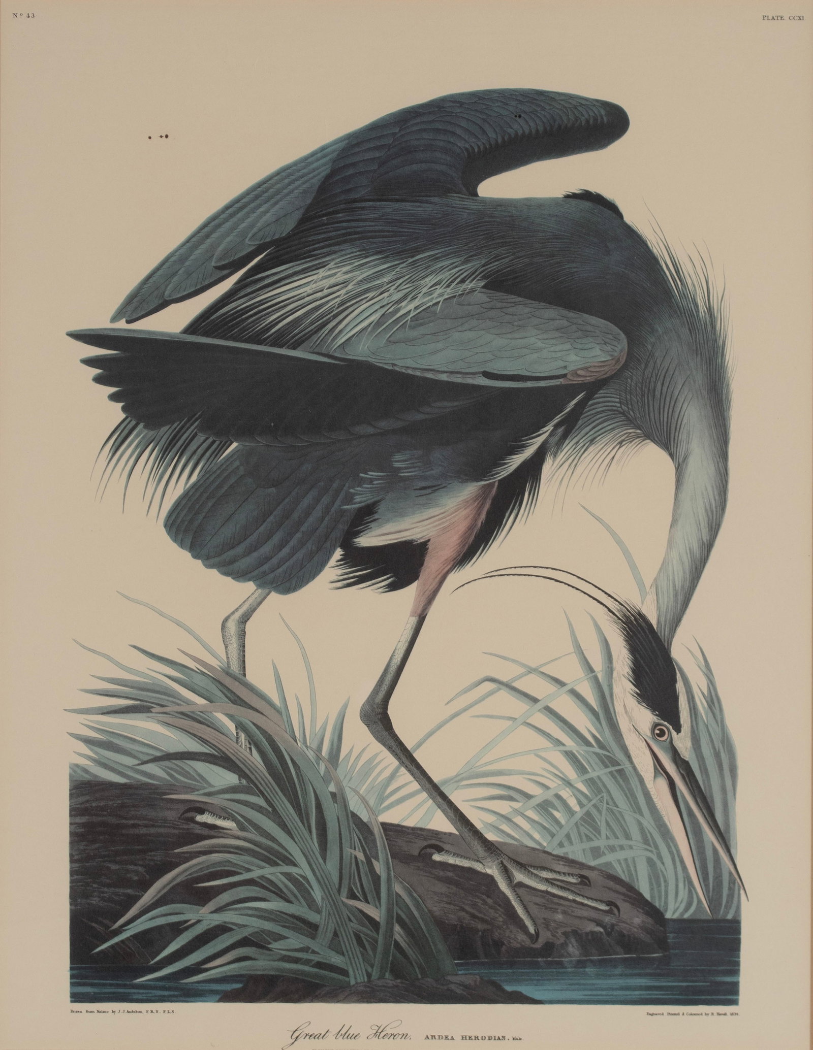 THREE PRINTS AFTER AUDUBON - 5