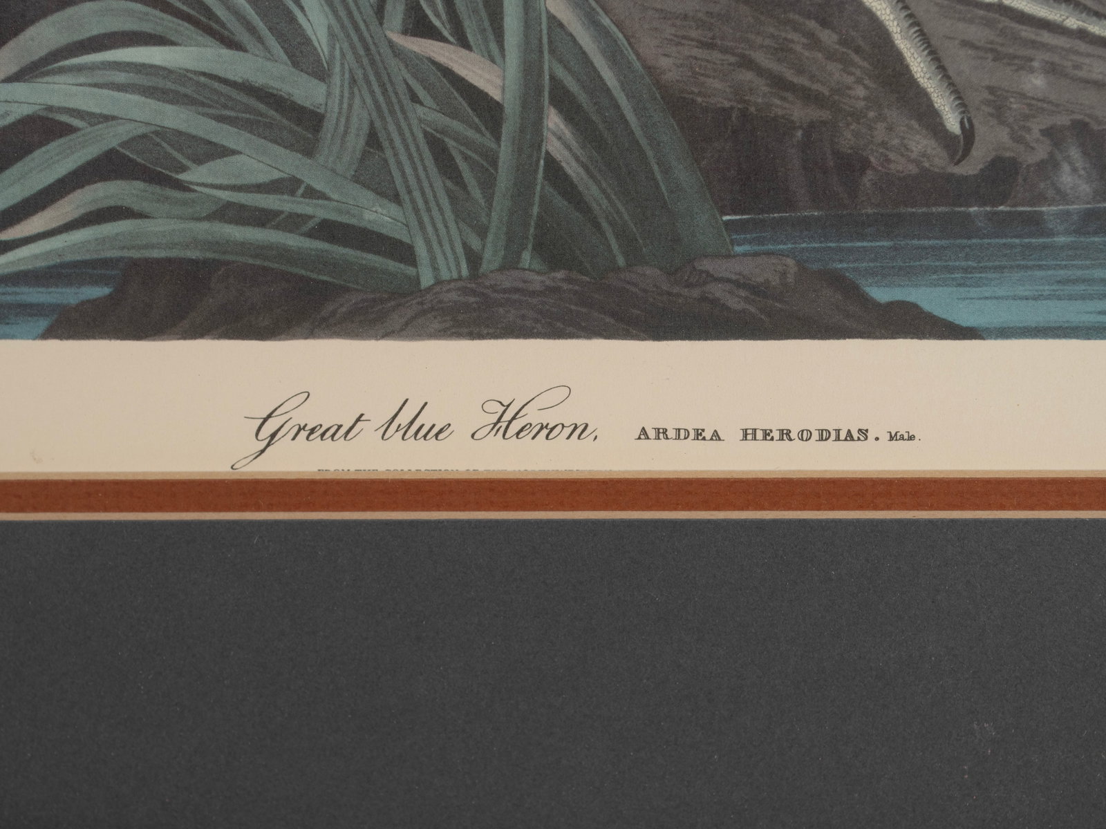 THREE PRINTS AFTER AUDUBON - 6