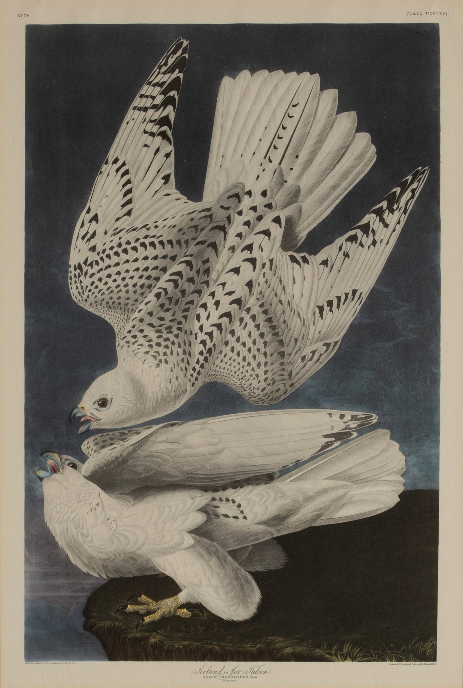 THREE PRINTS AFTER AUDUBON - 8