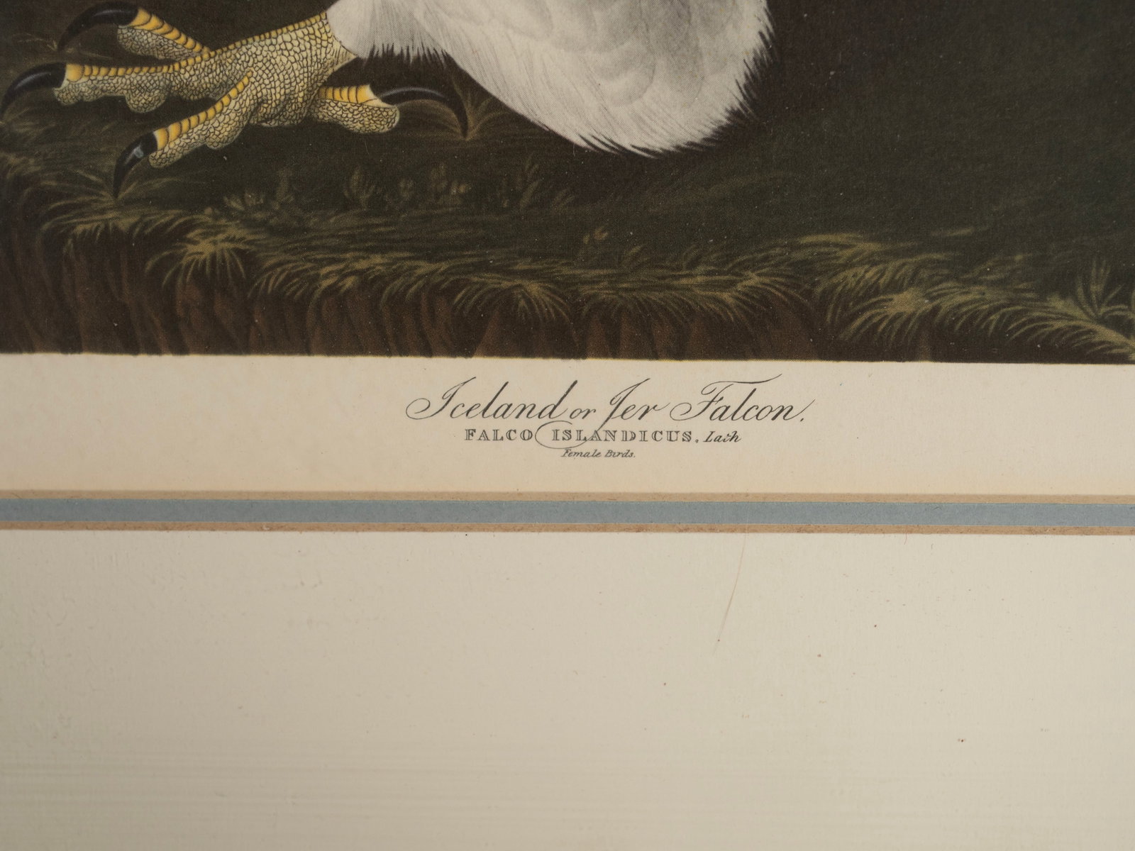 THREE PRINTS AFTER AUDUBON - 9