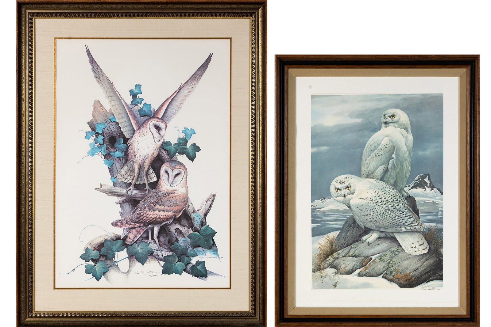 TWO ROGER TORY PETERSON LITHOGRAPHS: TWO ROGER TORY PETERSON LITHOGRAPHS Two (2) offset lithographs including 'Barn Owl', signed and numbered 150/350, and 'Snowy Owl', signed lower right. Both signed in plate, matted, and framed.
