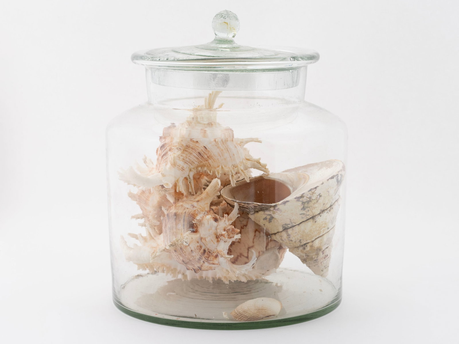 SEASHELL COLLECTION - 2