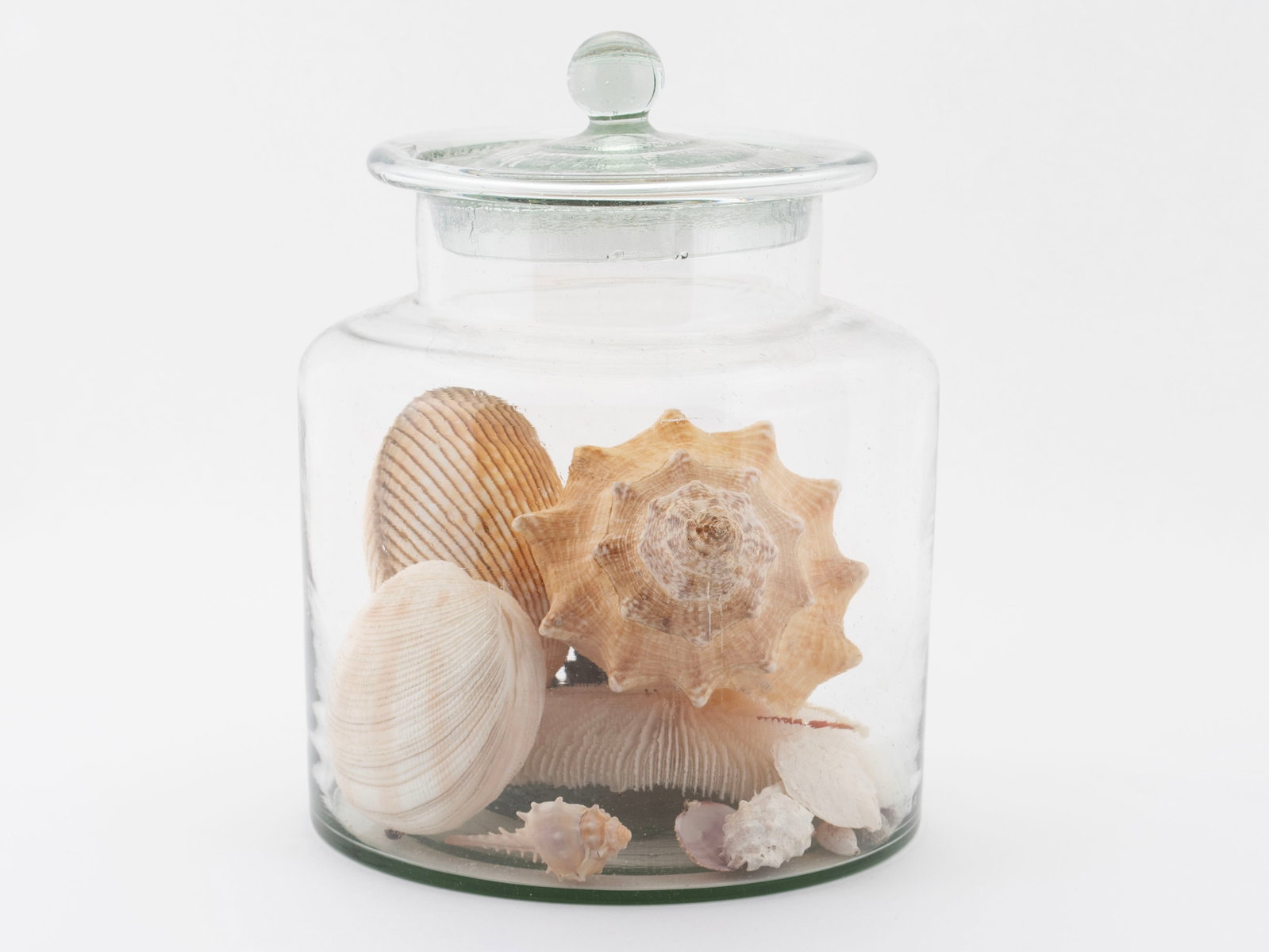 SEASHELL COLLECTION - 3