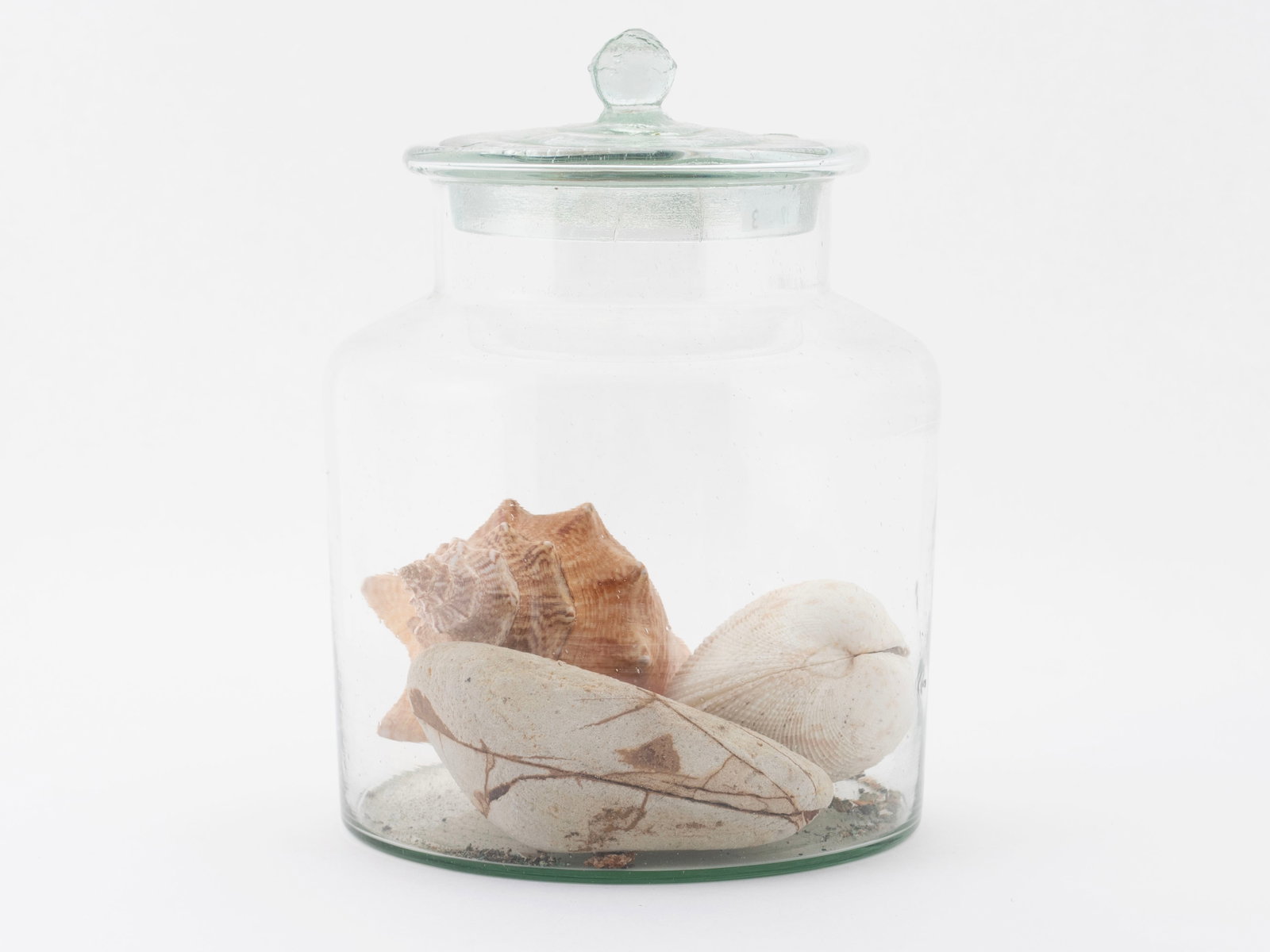 SEASHELL COLLECTION - 4