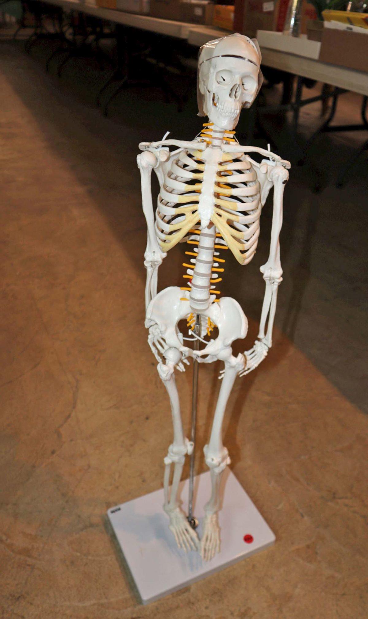 Skeleton on scientific stand axis (1 of 5)