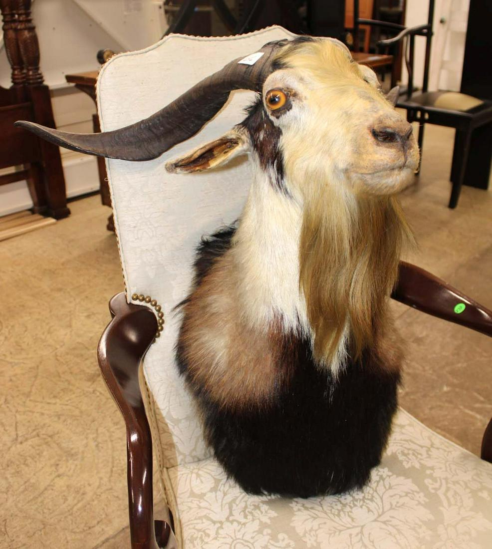 Catalina Goat shoulder mount taxidermy (1 of 5)