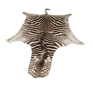 Zebra style decorator rug 128"l x 76"w good condition