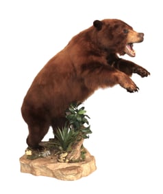 Impressive taxidermy Alaskian brown bear full body mount on stone & folliage style base. 61x61