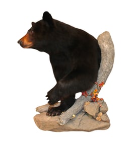 Beautiful taxidermy Canadian black bear shoulder wall mount. 37"h x 24"w x 29"d