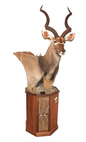 Awesome taxidermy Kudo shoulder mount on walnut octagon stand with fur hide insert 37x24x29