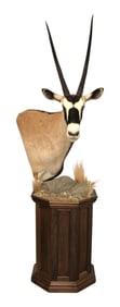 Awesome taxidermy Gembok or Oryx on walnut octagon stand, 2pc. 95 x 31 x 36