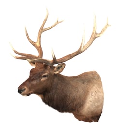 2pc taxidermy 12 point Elk life-size head mount, antlers removeable 56 x 36 x 44