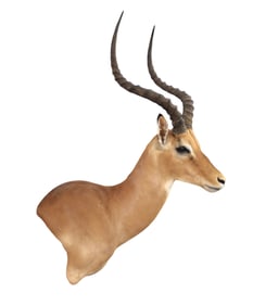 South African taxidermy Impala life-size  shoulder mount 39"h x 19"w x 23"d