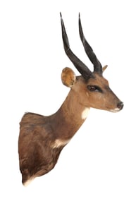 South African taxidermy Bushbuck life-size shoulder mount 32"h x 10"w x 19"d