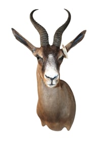 South African taxidermy chocolate Springbok life-size head mount 27"h x 10"w x 17"