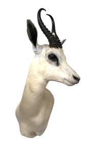South African taxidermy white Springbok life-size shoulder mount 28"h x 10"w x 16"