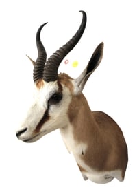 South African taxidermy Springbok life-size head mount 25"h x 10"w x 17"