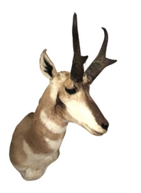 North American taxidermy Pronghorn life-size head mount 32"h x 15"w x 19"