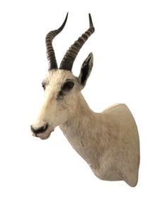 South African white Blesbok/Blesbuck life-size taxidermy head mount  36"h x 11"w x 25"d