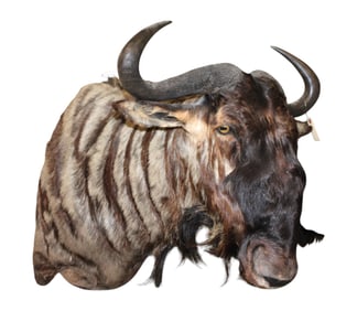 Gorgeous South African blue Wildebeest life-size taxidermy shoulder mount  32"h x 26"w x 31"