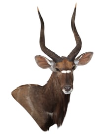 South African taxidermy Nyla side shoulder life-size mount  45"h x 29"w x 31"