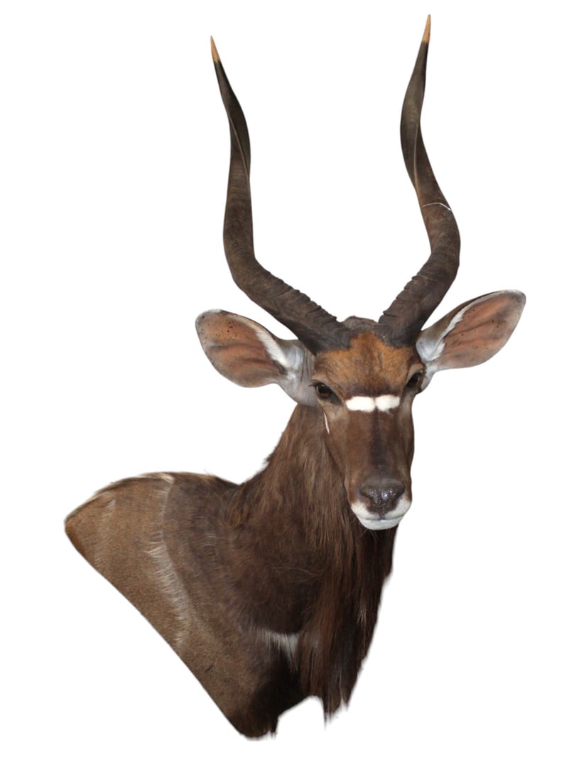 South African taxidermy Nyla side shoulder life-size mount  45"h x 29"w x 31" (1 of 3)