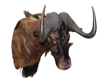 Beatutiful South African taxidermy black Wildebeest life-size shoulder mount 33"h x 23"w x 33"d