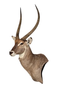 South African taxidermy Waterbuck side shoulder life-size mount  66"h x 20"w x 29"d